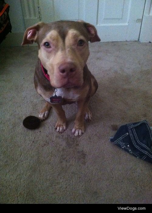 This is Belle, she is a pitbull! She is sweet and amazing and…