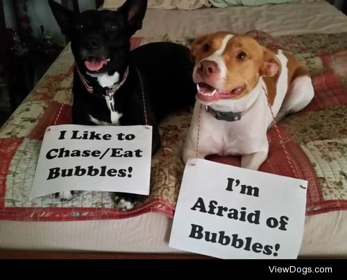 I’ll protect you from the evil bubbles!

Sammy is petrified of…
