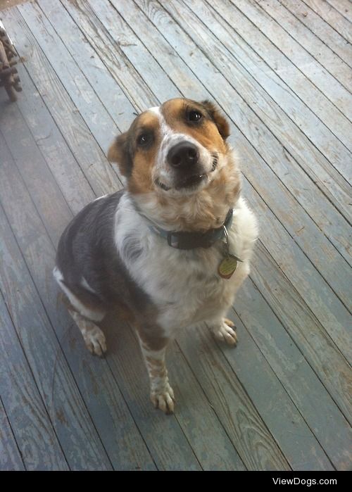 Our happy rescue cattledog/heeler mix, Pants, is the love of our…