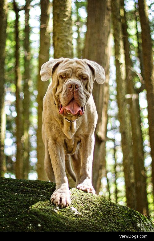 Neapolitan Mastiff / / Arman Werth