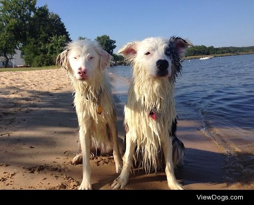 My two Australian Shepherds