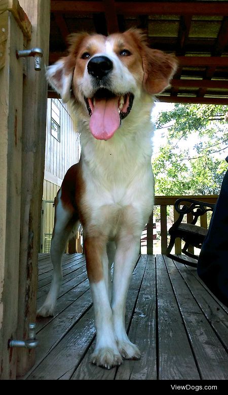 This is Potter, my gorgeous dog. He’s a smooth collie and golden…