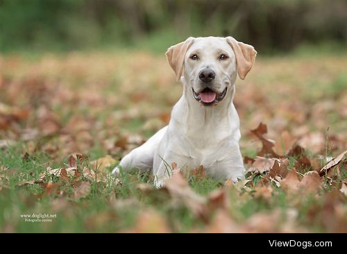 doglight:

Happy yellow Labrador
Few photos of this cute yellow…