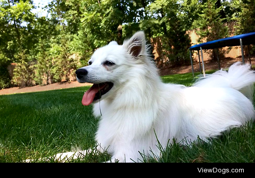 Grayson (Gracie, Grace) • 1 year old • Miniature American Eskimo