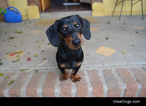 Barto, the mini dachshund