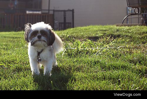 Max the Shih Tzu