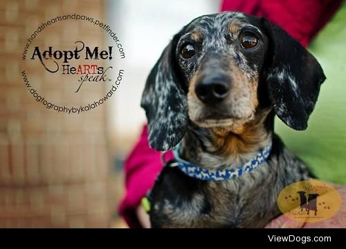 Jinga
Dachshund • Adult • Male • Small
Hands, Hearts and…