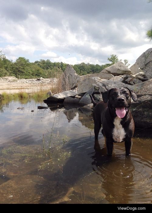 This is my 3 year old lab mix, Zoey(aka Doders.)   She is the…