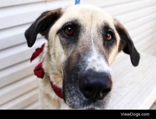 Peanut Butter
Anatolian Shepherd • Young • Female •…