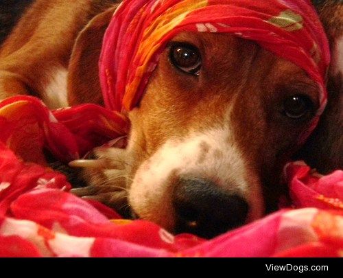 My male beagle, always willing to play dress up