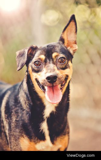 Robert
Miniature Pinscher Mix • Young • Male • Medium
Lifeline…