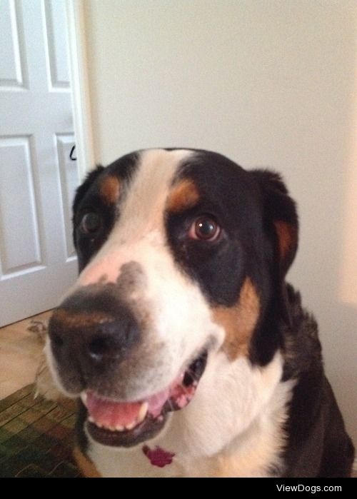 I already have a Greater Swiss Mountain Dog and his name is Toby…