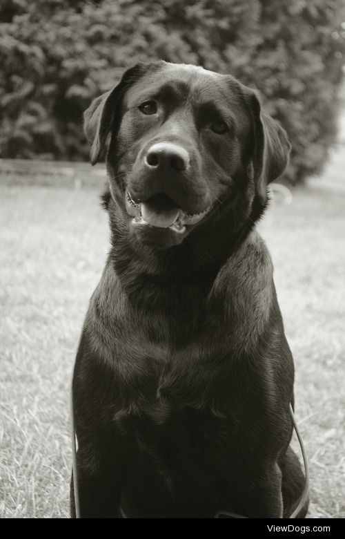 Maddie – Black lab- 3 Years Old