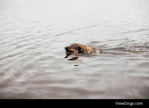 Dog days of summer / / Lindsay Decker