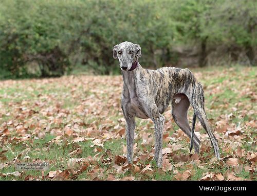 doglight:

Spanish Galgo model
This Spanish Galgo was also…