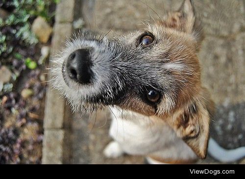 Luna, bitzer, crazy puppy, from Polnad, we call her “goat”, shes…