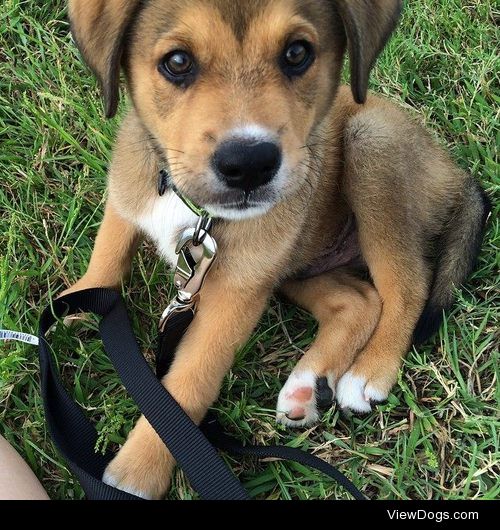 I adopted this handsome boy, aussie shepard/lab mix, two weeks…