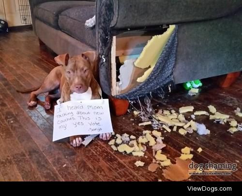 The tie breaker

My young pit ate my couch in the middle of the…