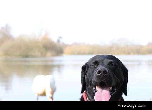 Dexter – Smiley Black Lab