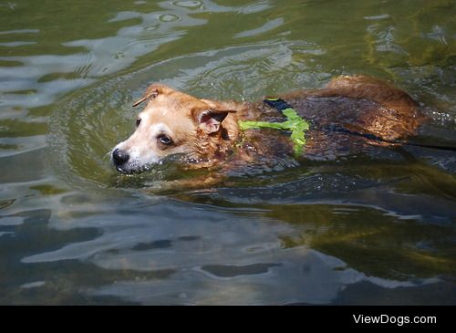 Lola, the majestic otter of Lake Wylie.