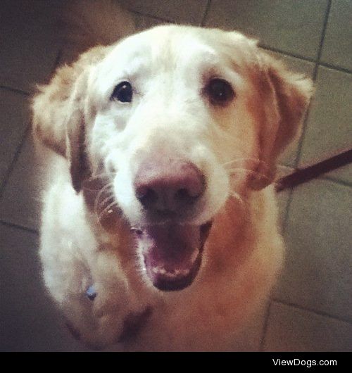 this is my beautiful dog Jasmine! at 10 years old she’s…