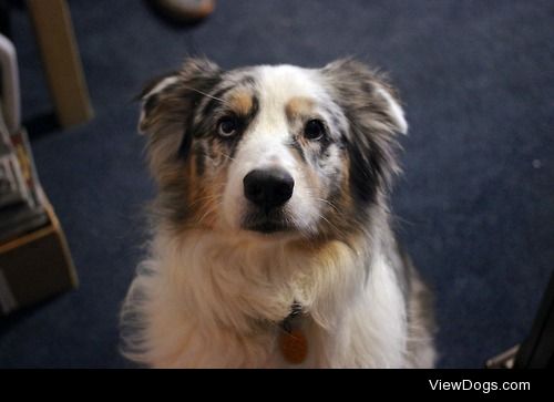 My Australian Shepherd cutie, Cody :-)