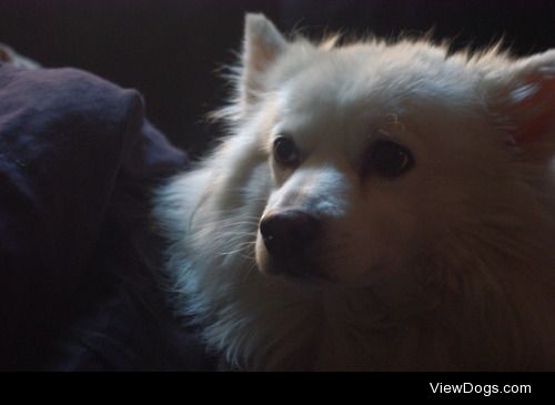 This is Lance, my 14 year old American Eskimo.