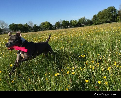 Casie running in the grass