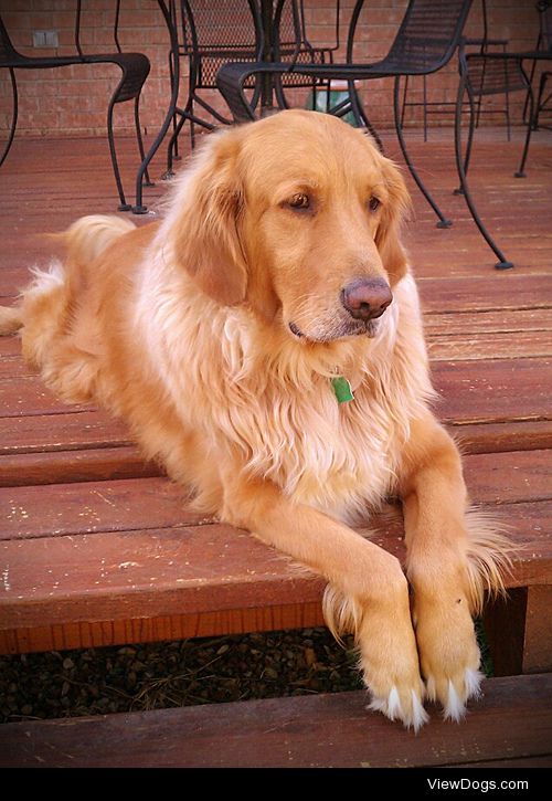 Rufus Ray McDoofus the 3rd, our rescued 5-year old Golden…