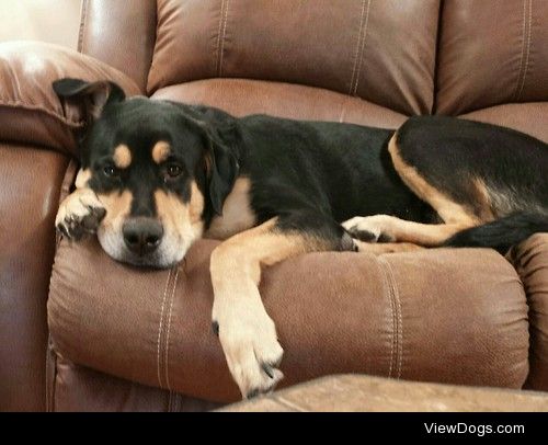 Daisy May, rottweiler/lab mix. 