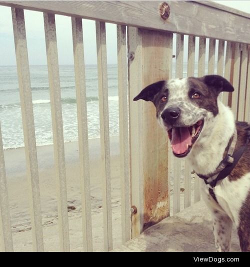 This is Aries during one of our morning runs by the beach