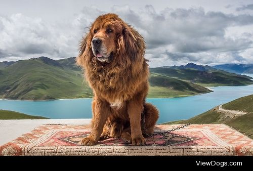 Tibetan Mastiff / / Javier De La Torre