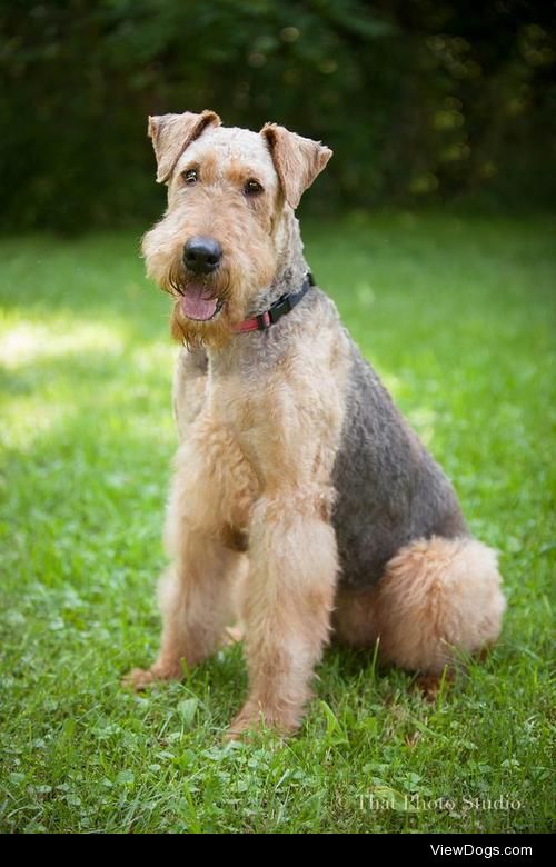 Faith
Airedale Terrier • Adult • Female • Large
Starting Over…