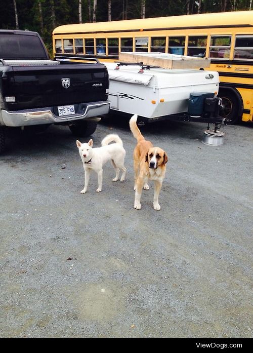 my two lovers :) . the white husky is mine, her name is hazel…