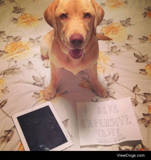 Update: iOS 56, in dog years.

iPad is now in bits thanks to a…