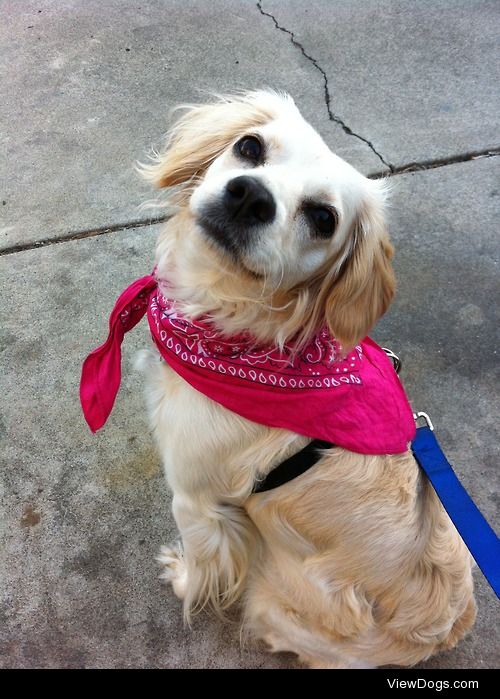 My puppy Belle turns into a superhero with her bandana