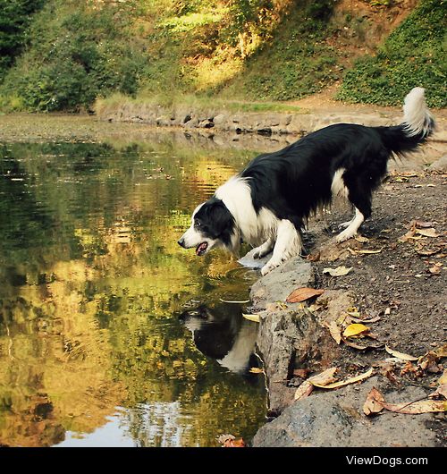 megpricephotography:

Lakeside Woofin’
Barney having fun at…