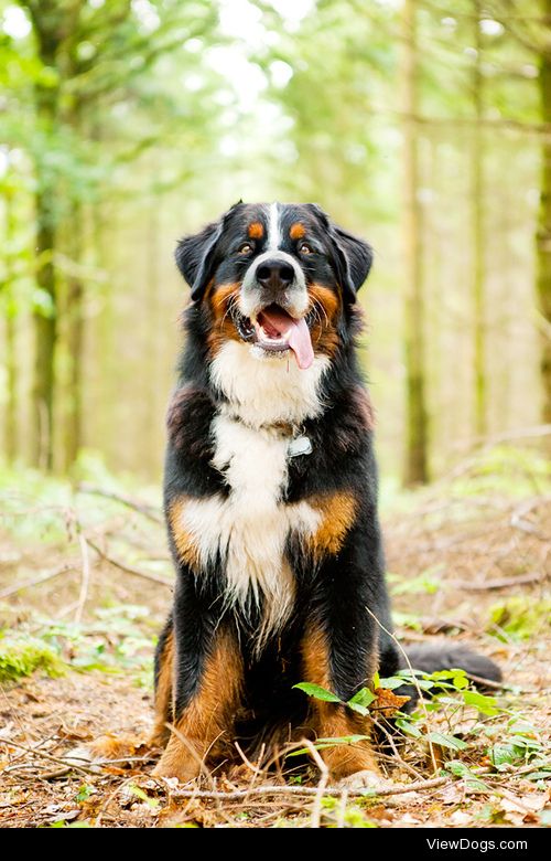 {x}{x}
Would You Rather…
Have a Bernese Mountain Dog or a…