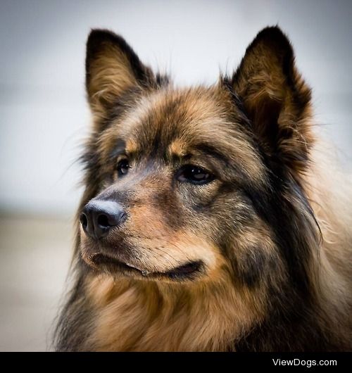 My chow-husky, Smokey!