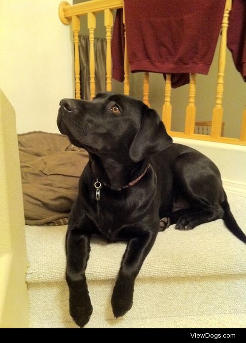 Bandit, our two-year-old black Lab, watching and waiting…