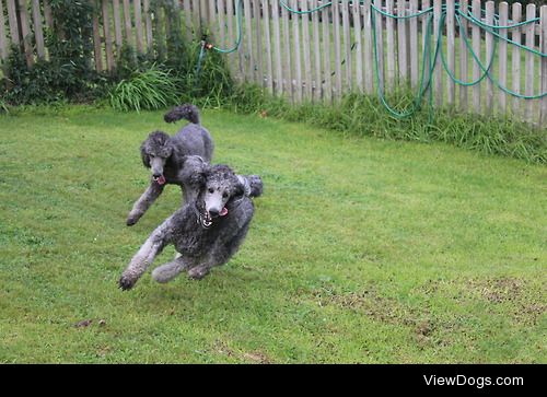 Joey and Chiko