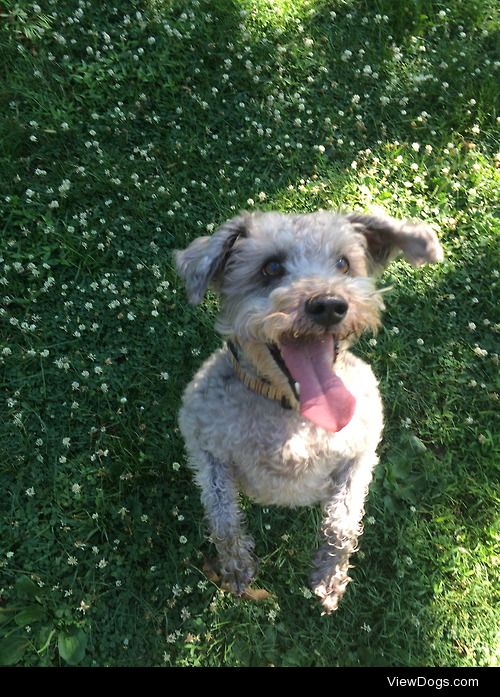 this is the dog max! he’s an awesome schnoodle who loves…