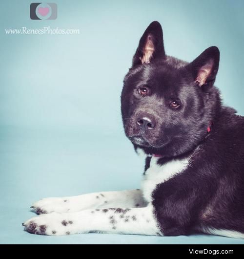 Akiro
Akita • Adult • Male • Extra Large
Powell Animal Welfare…