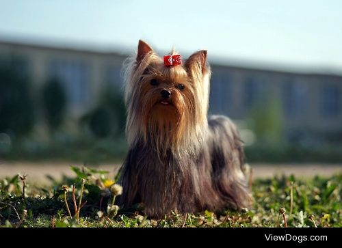 {x}{x}
Would You Rather…
Have a Yorkshire Terrier or an…