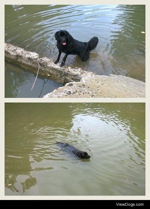 Maya the Newfie, exploring and swimming at an old mill we found…