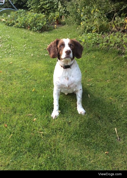 My 10 year old Springer Spaniel Monty