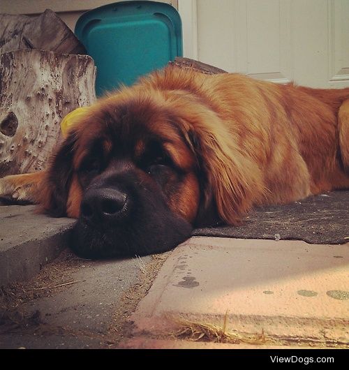 Meet Badger the Leonberger!