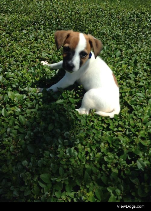 This is Leonardo Calcio  the Jack Russell terrier.  He was…