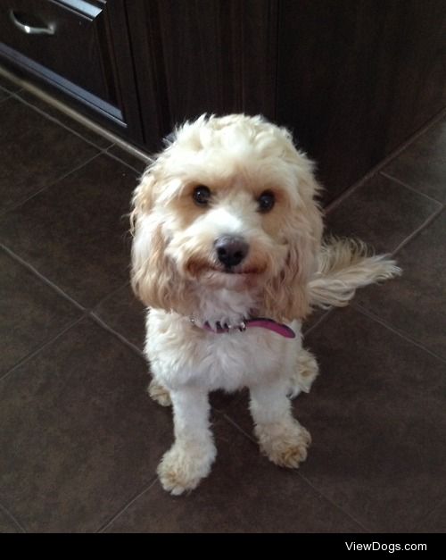 This is Ginger, she is a Cavapoo. She loves to smile for the…