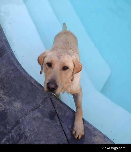 Panzer the Labrador. He’s turning two in October